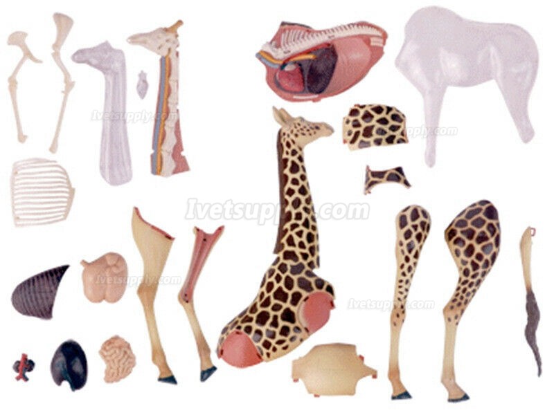 Giraffe Animal Anatomy Modell Teaching Model Assembled Toy